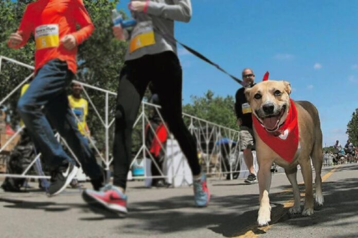 Corre con tu mascota en el Primer Maratón Canino 2023, en Villa Panamericana